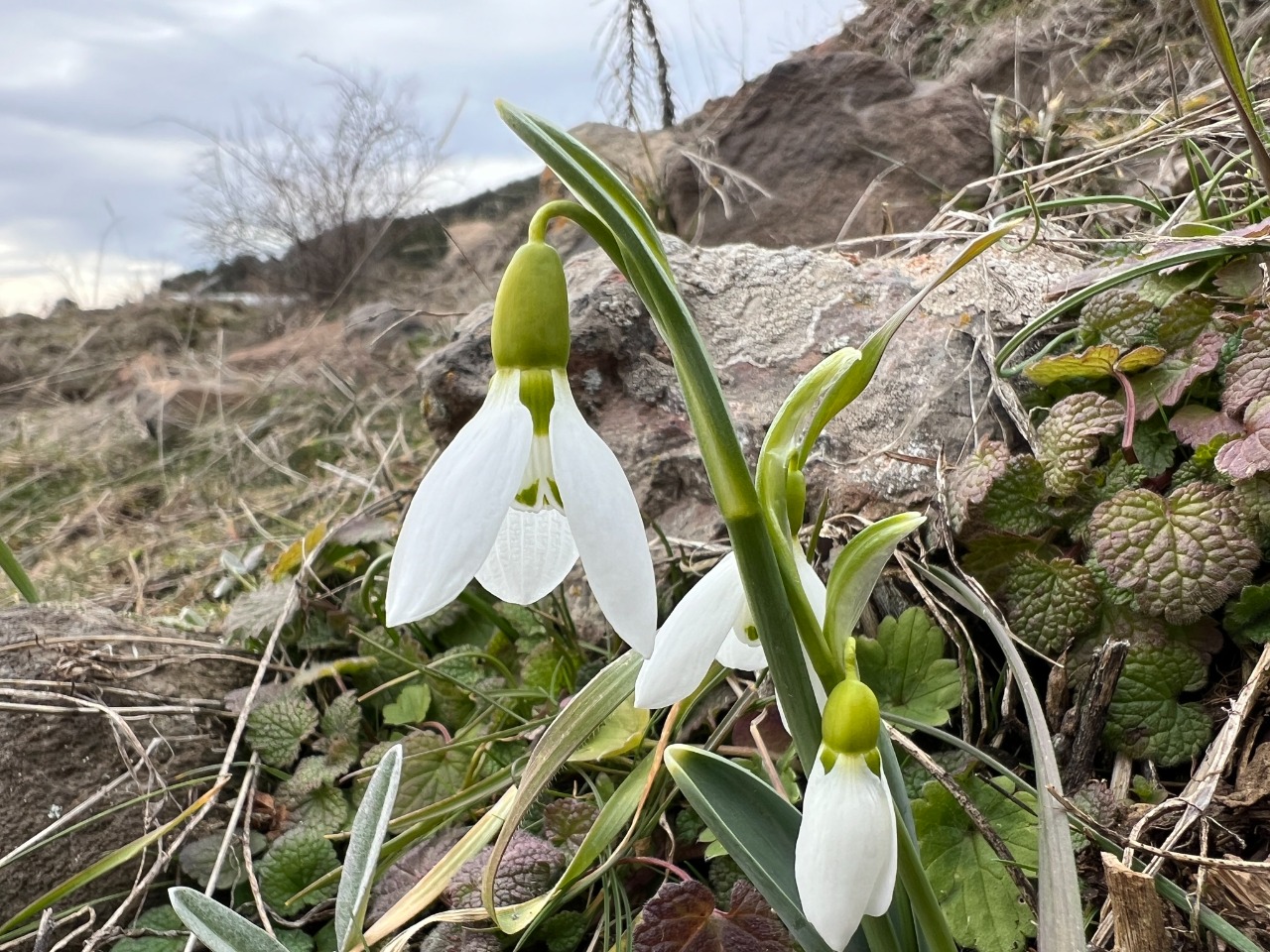 Galanthus elwesii