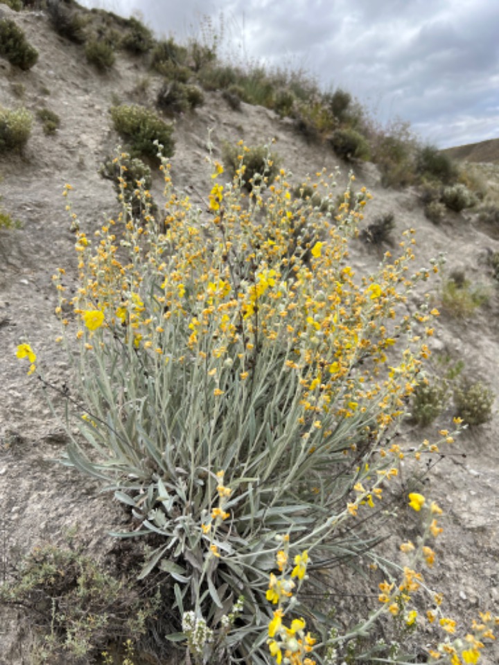 Verbascum gypsicola