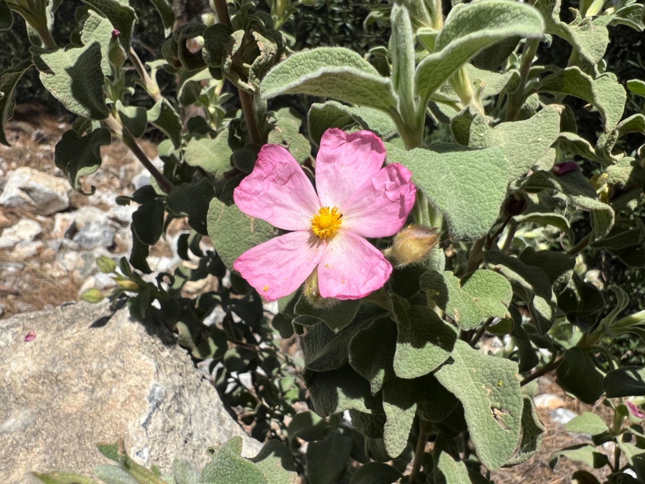 Cistus parviflorus