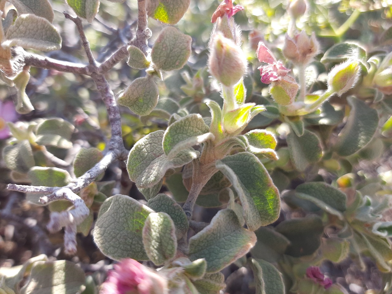 Cistus parviflorus