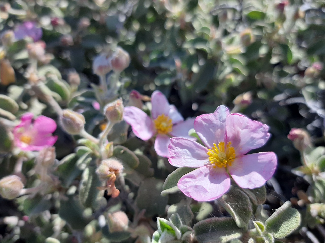 Cistus parviflorus