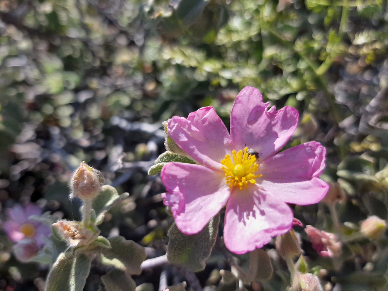 Cistus parviflorus