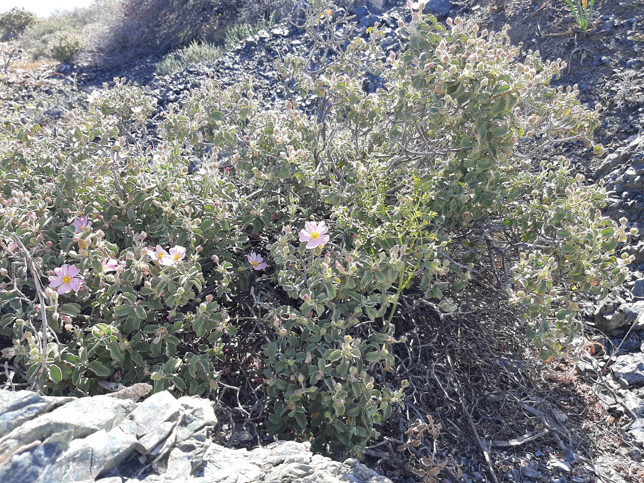 Cistus parviflorus