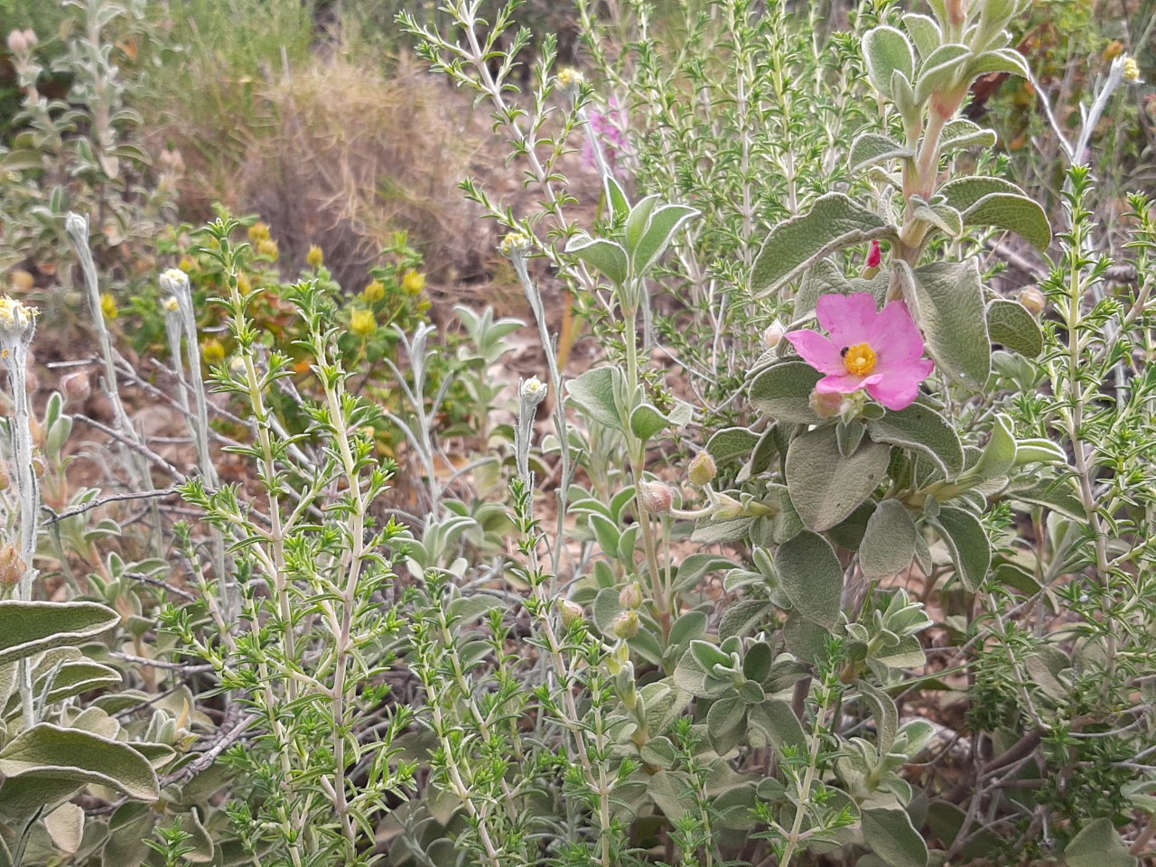 Cistus parviflorus