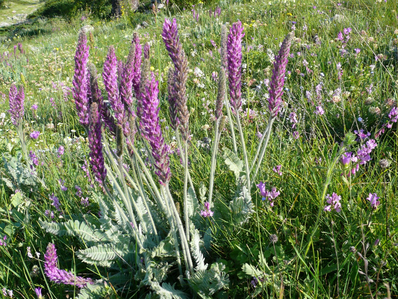 Astragalus listoniae