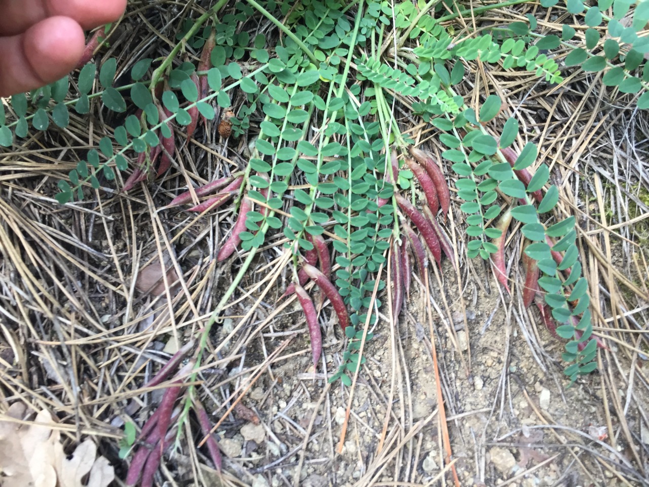 Astragalus schizopterus