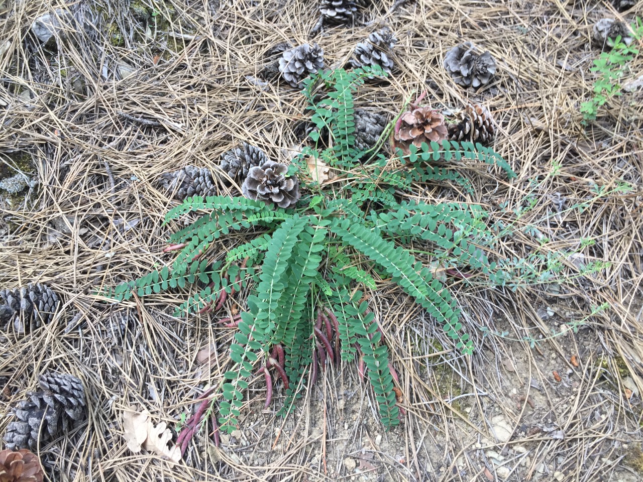 Astragalus schizopterus