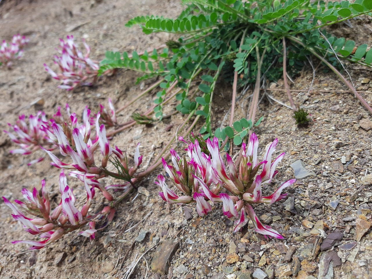 Astragalus schizopterus