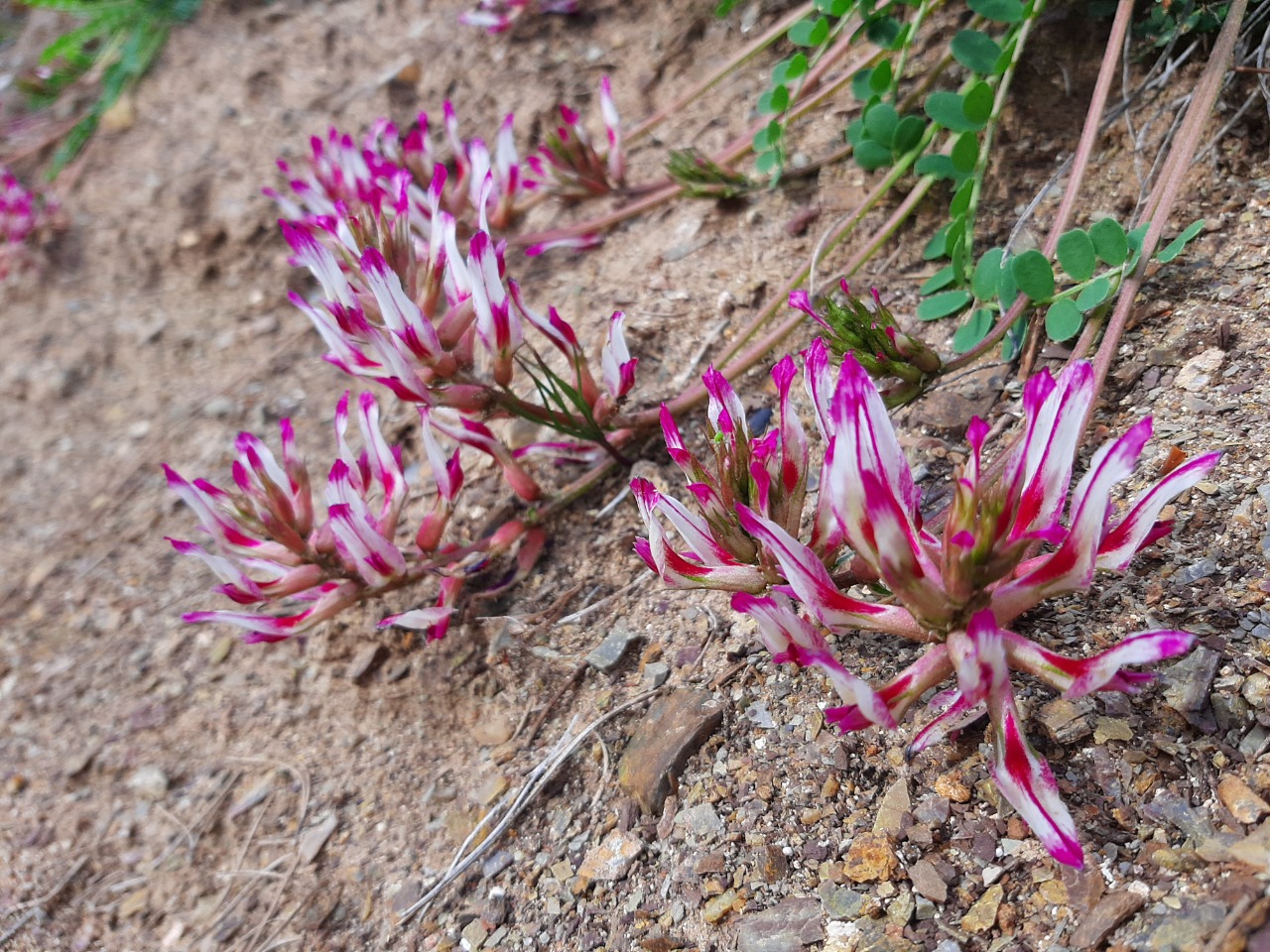 Astragalus schizopterus