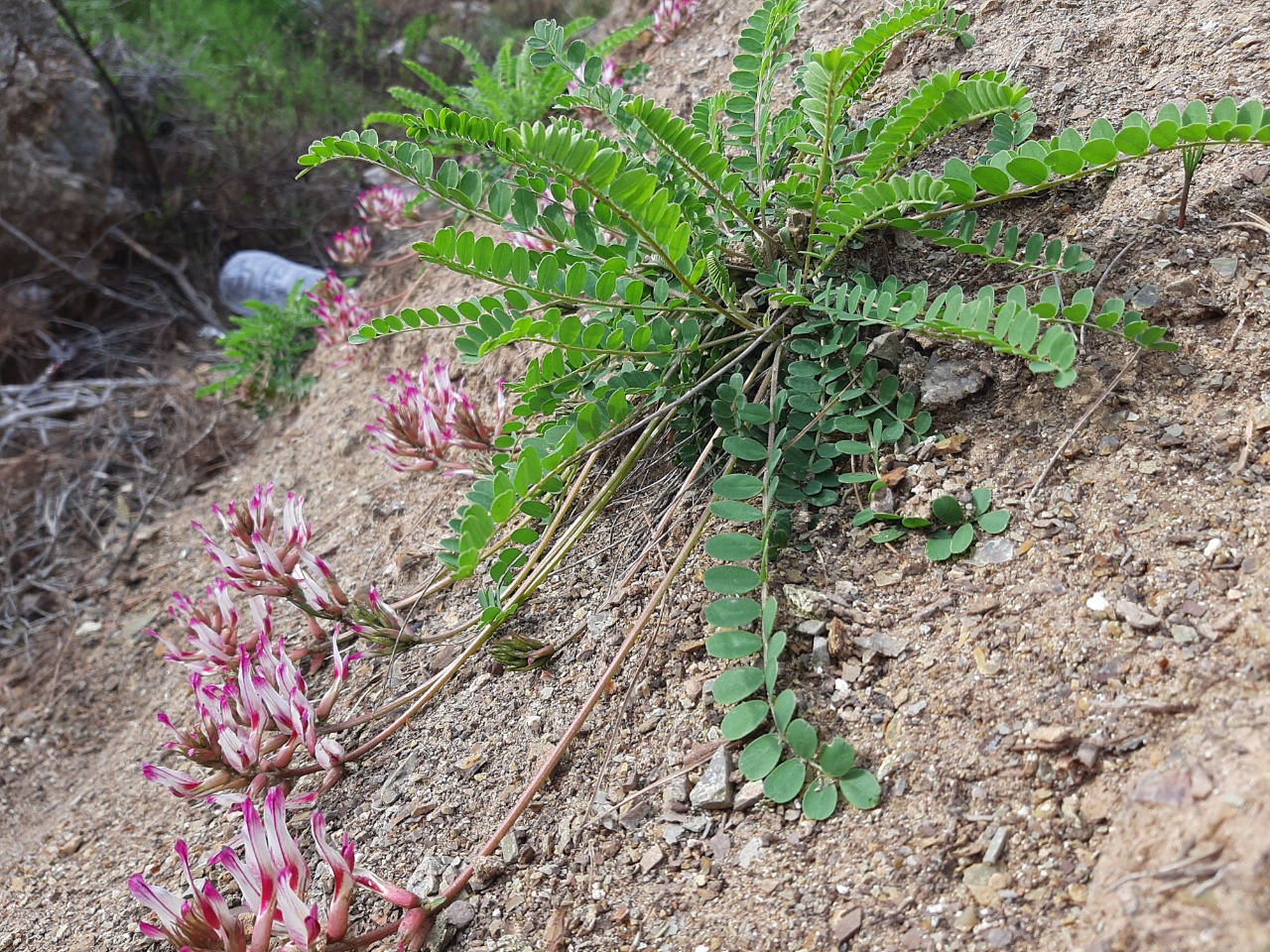 Astragalus schizopterus