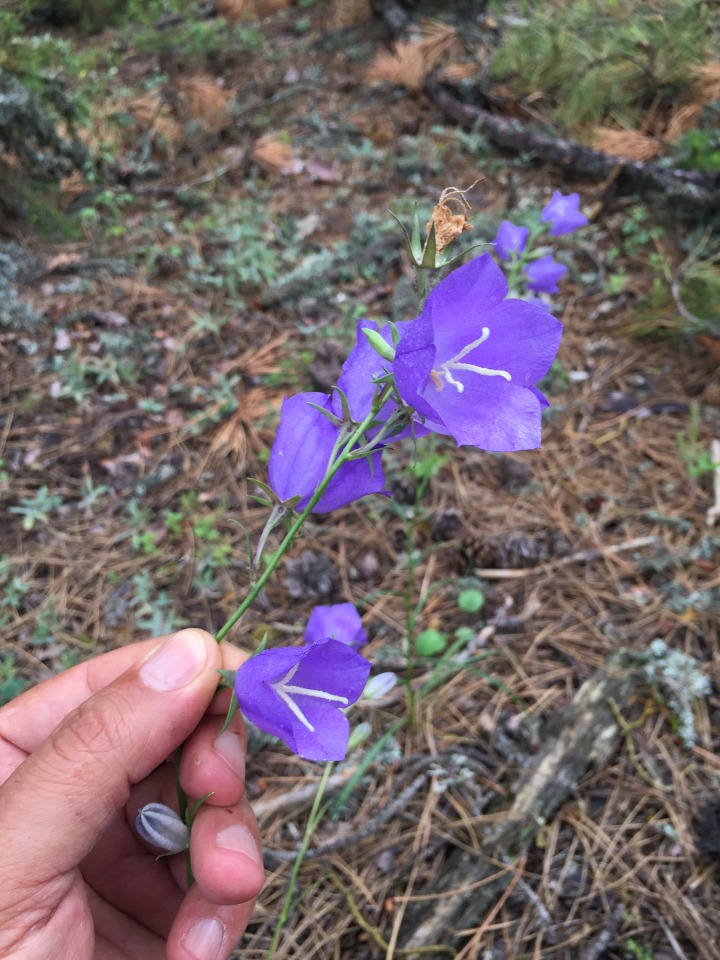 Campanula persicifolia