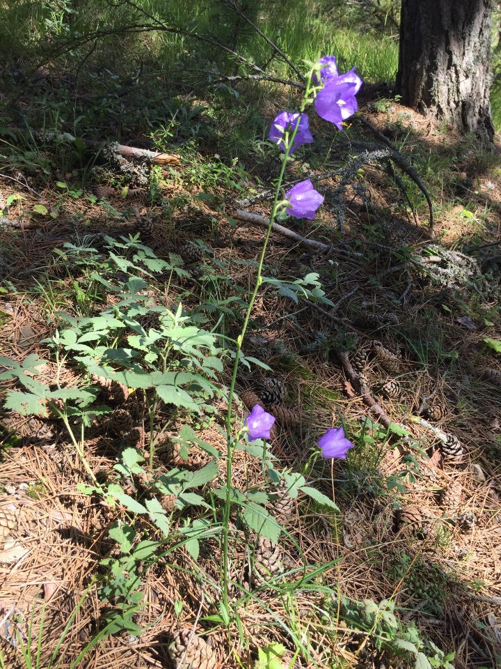 Campanula persicifolia