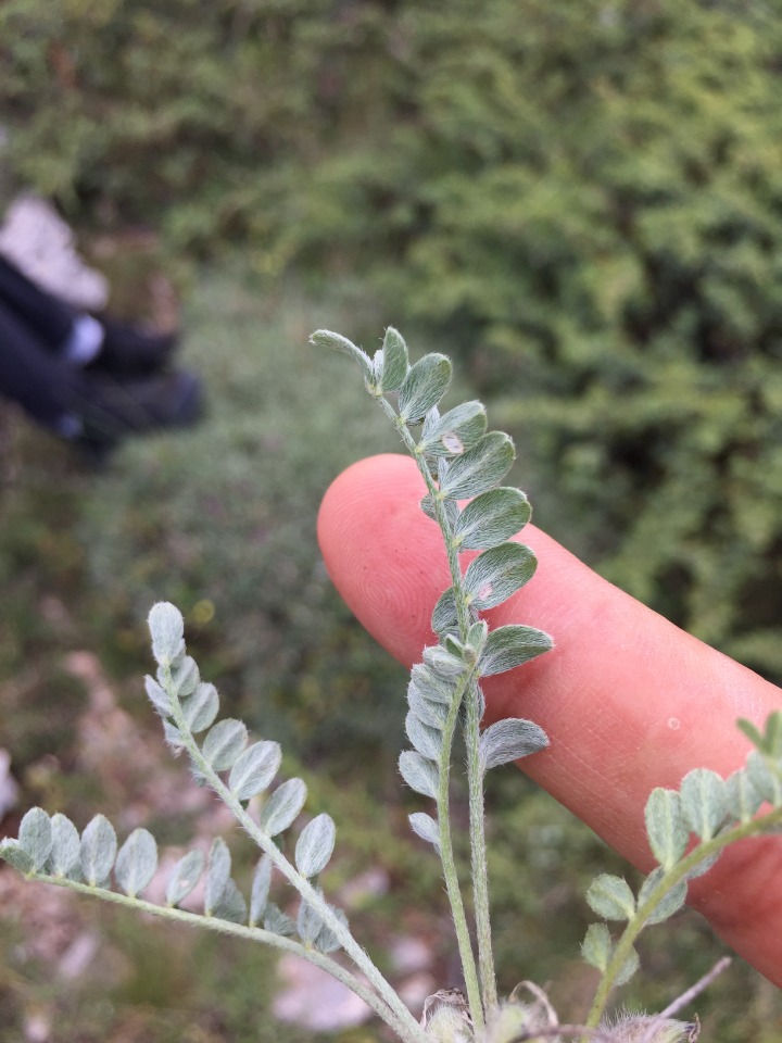 Astragalus syringus