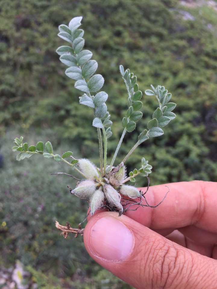 Astragalus syringus