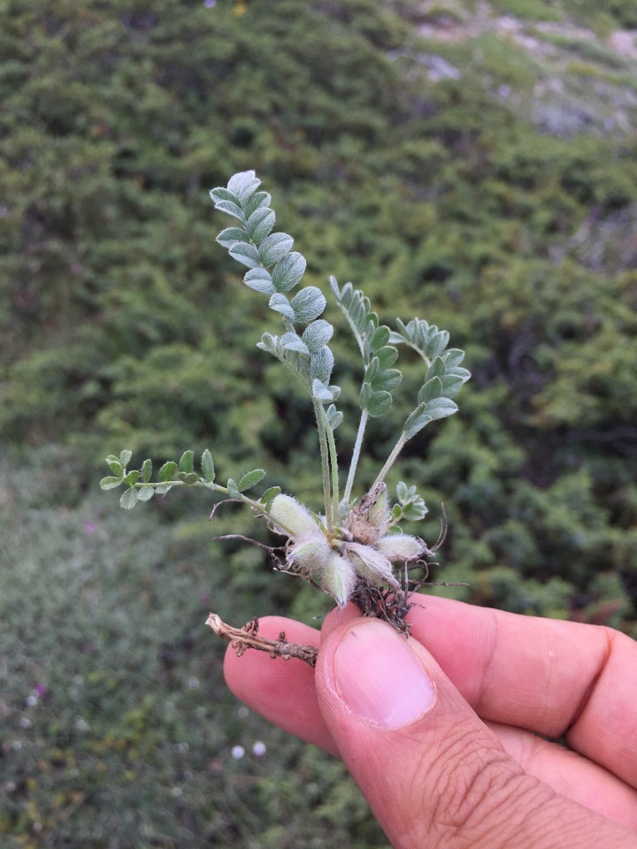 Astragalus syringus