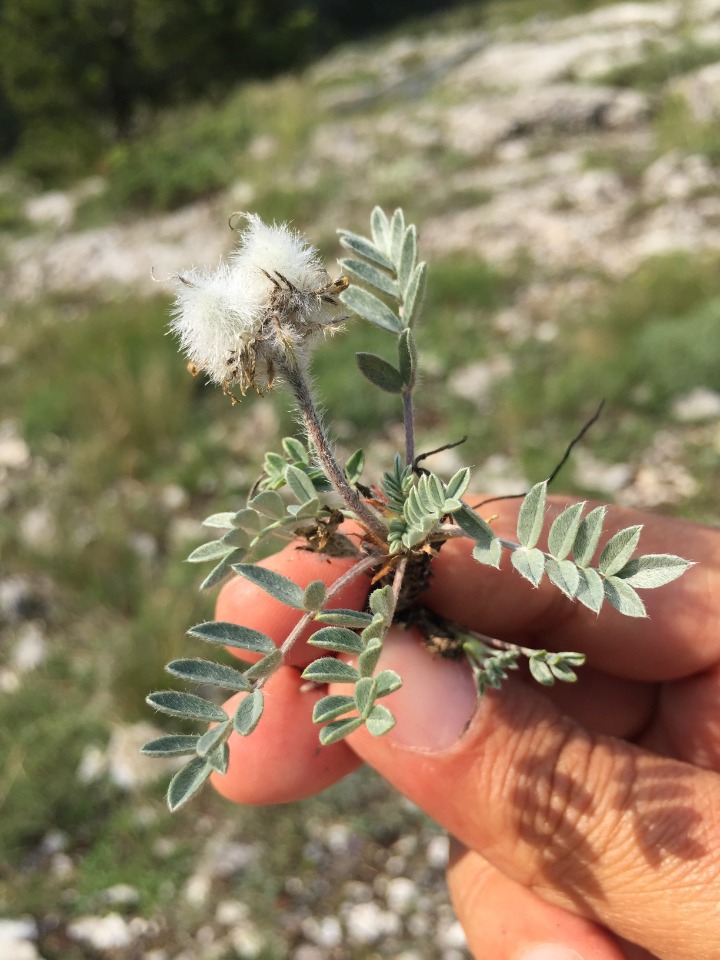 Astragalus hirsutus