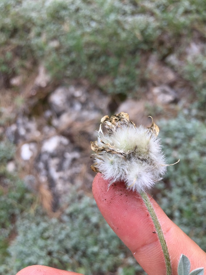 Astragalus hirsutus