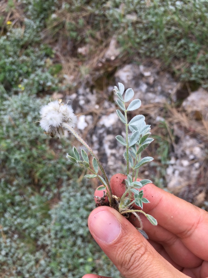 Astragalus hirsutus