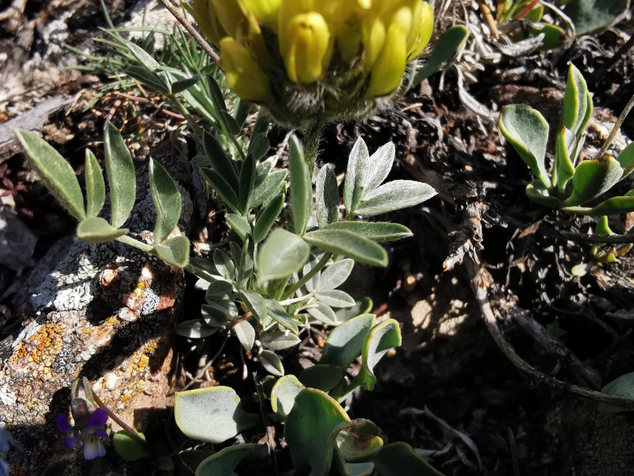 Astragalus hirsutus