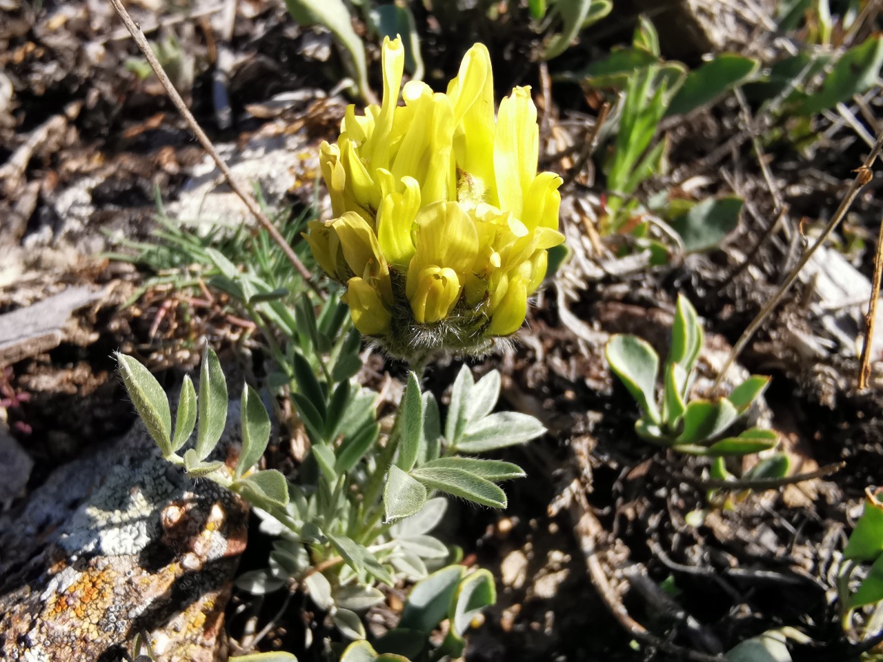 Astragalus hirsutus