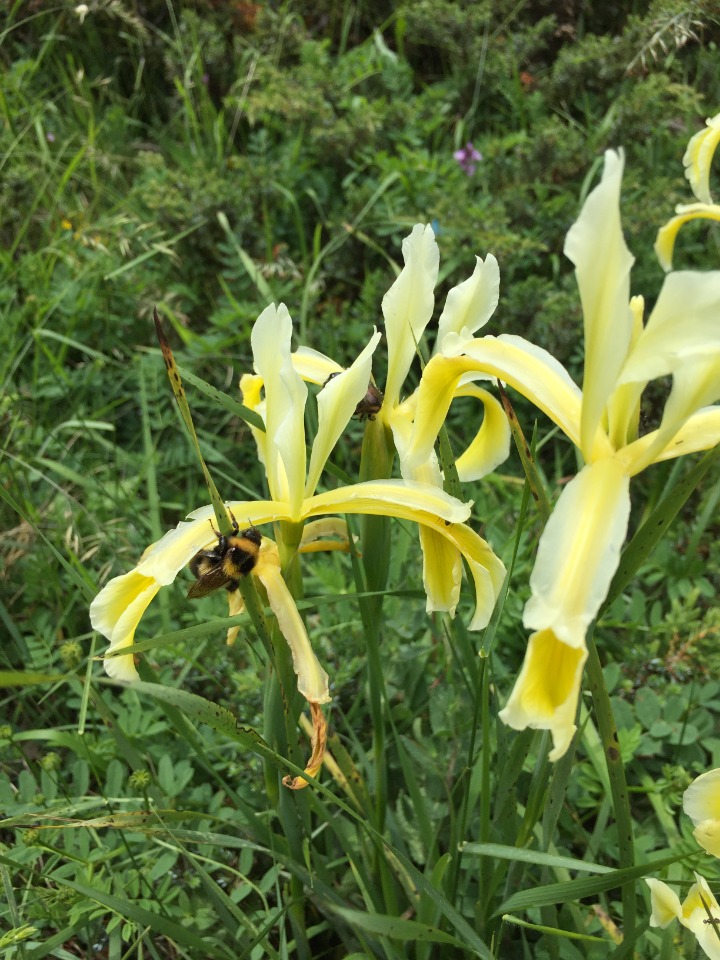 Iris kerneriana