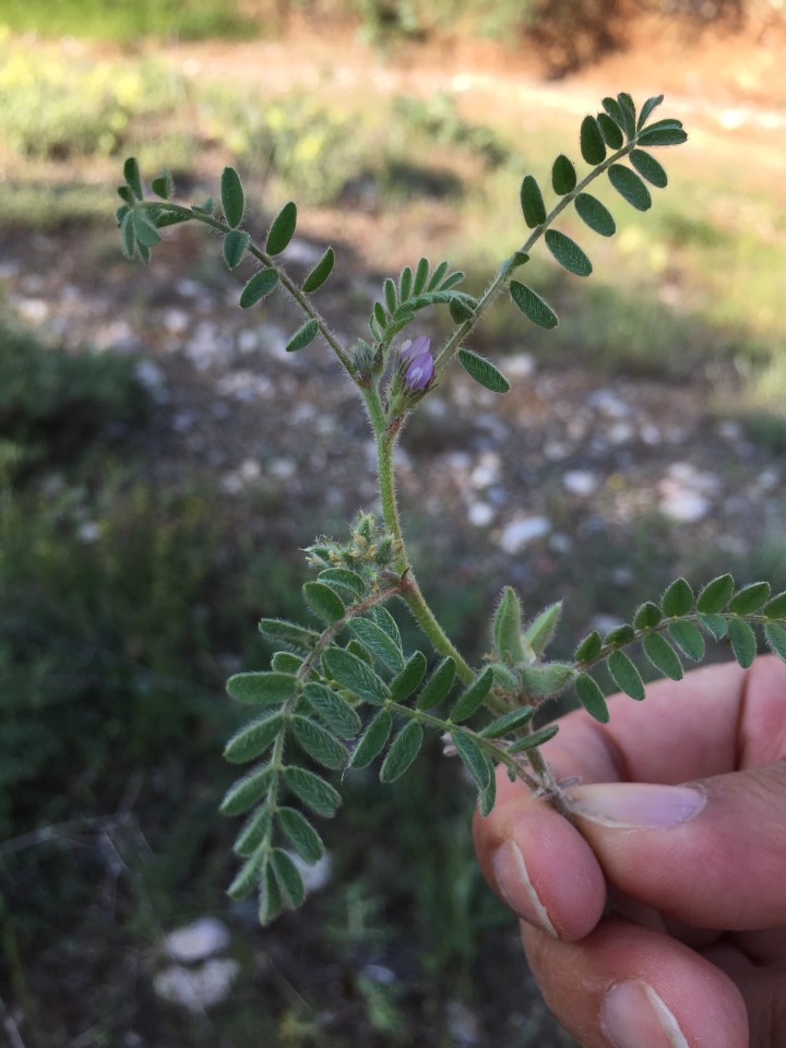 Astragalus sesameus