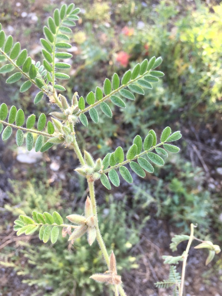 Astragalus sesameus