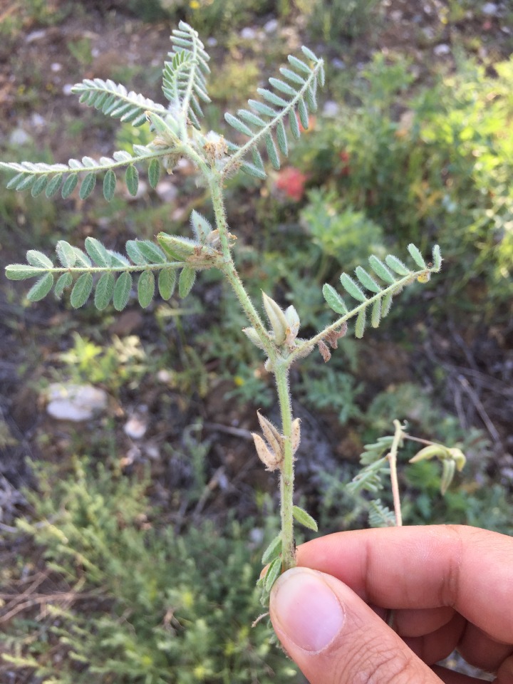 Astragalus sesameus