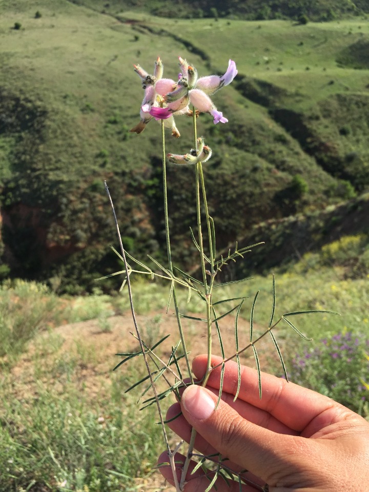 Astragalus polemoniacus