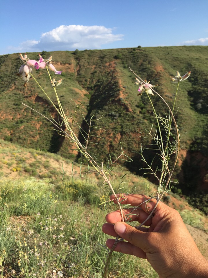 Astragalus polemoniacus