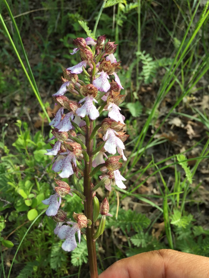 Orchis purpurea