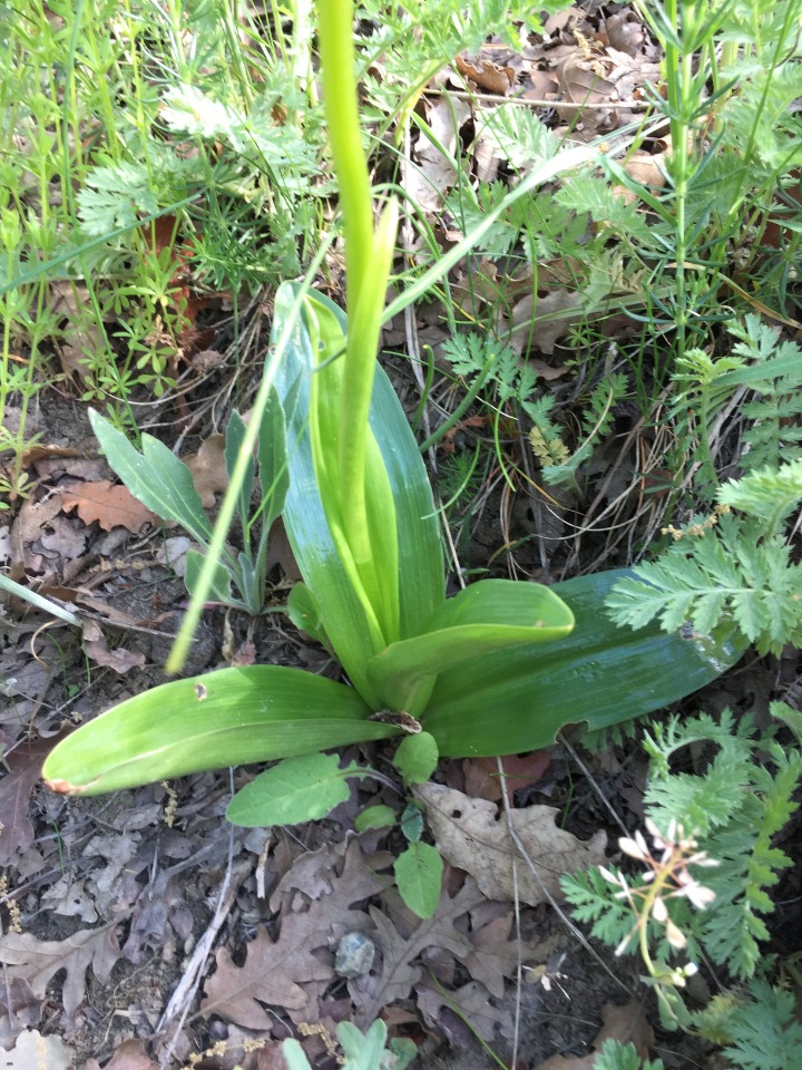 Orchis purpurea