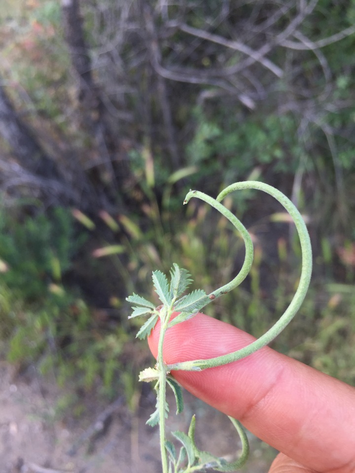 Medicago monantha