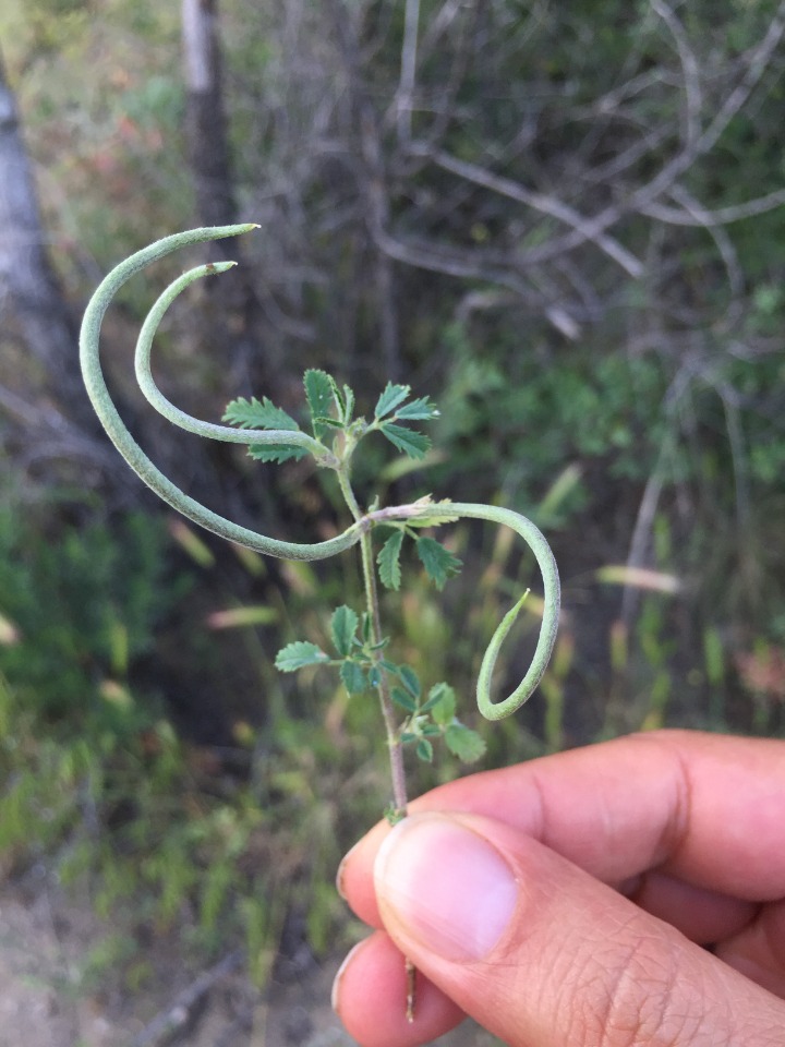 Medicago monantha