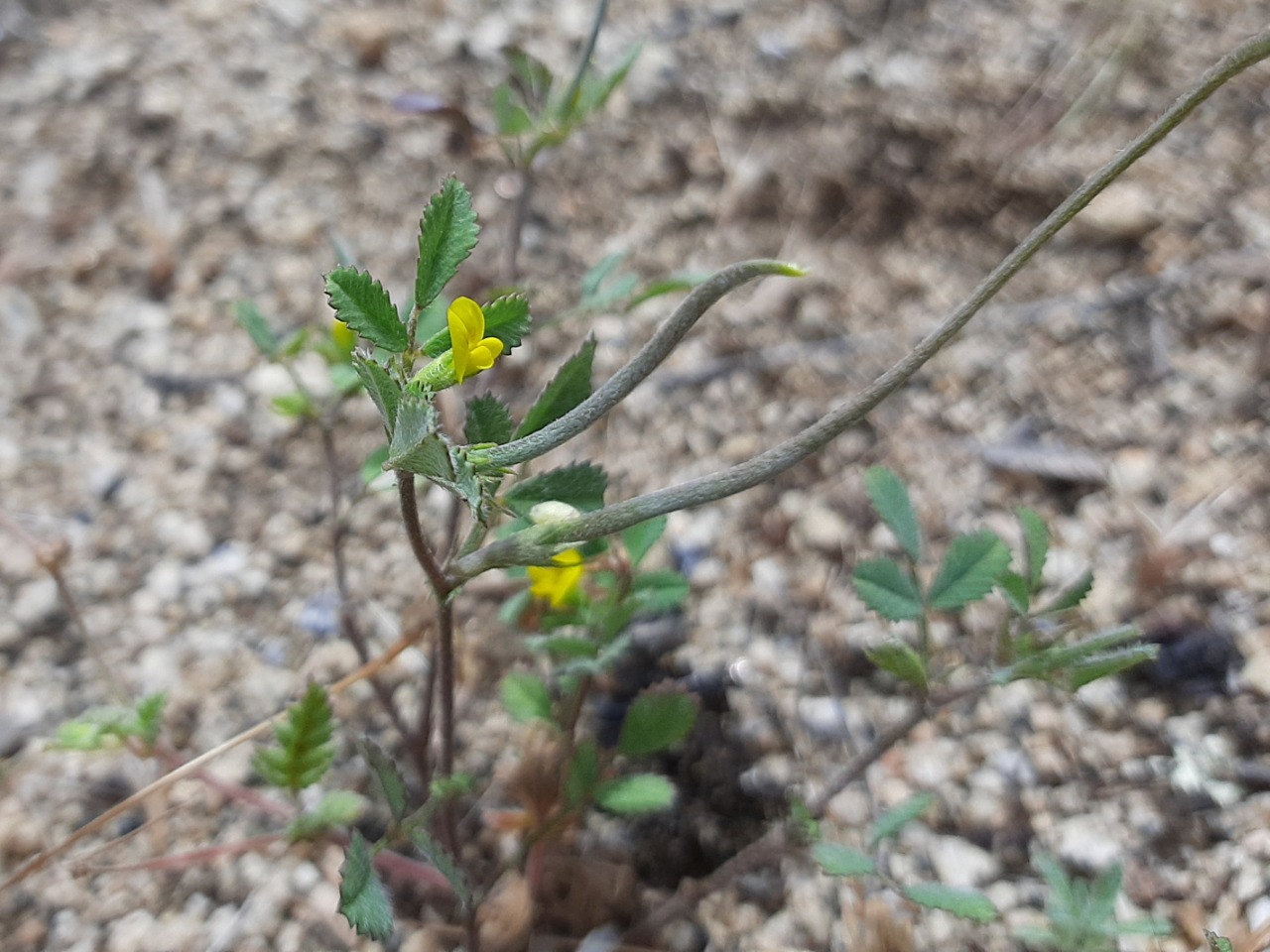 Medicago monantha