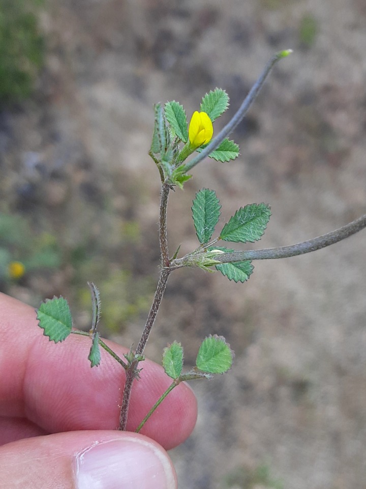 Medicago monantha