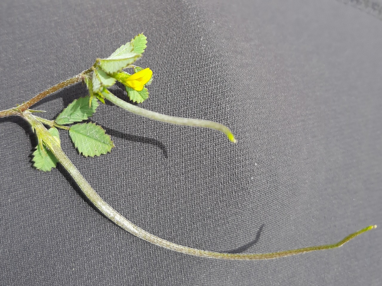 Medicago monantha