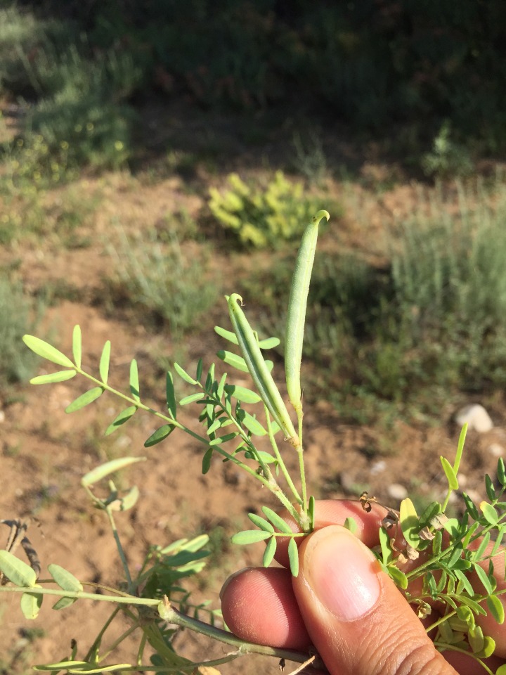 Astragalus campylorhynchus