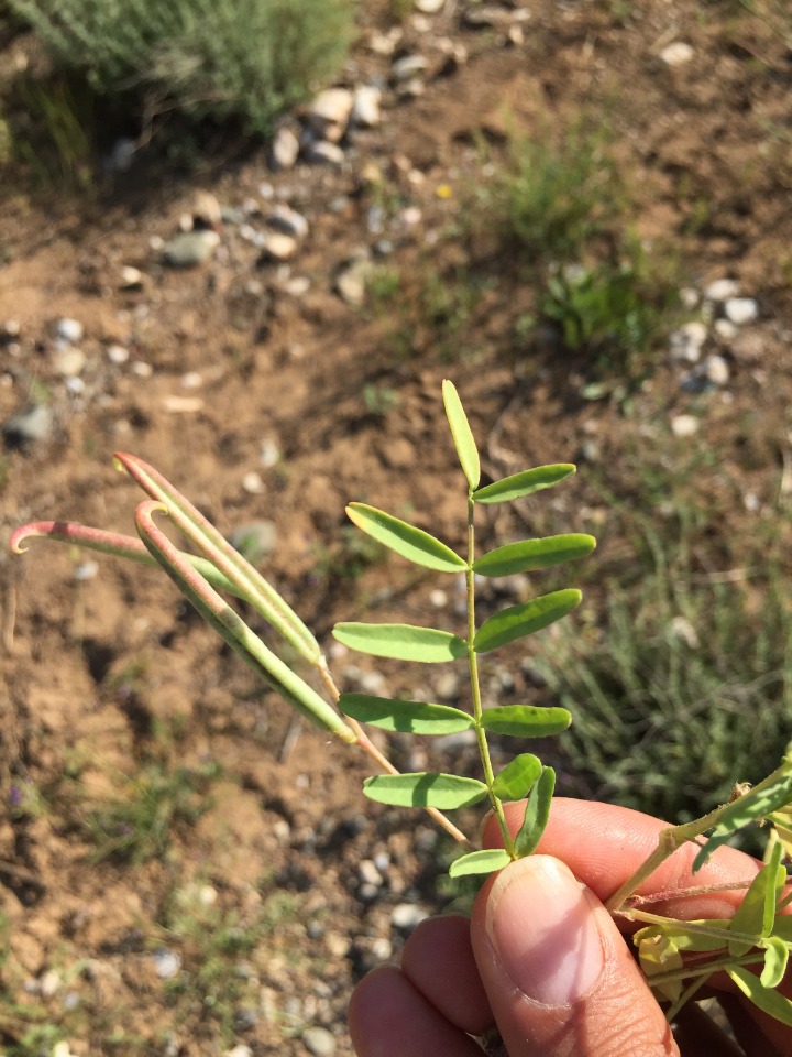 Astragalus campylorhynchus