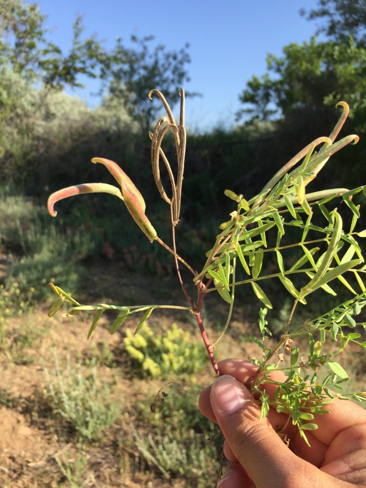 Astragalus campylorhynchus