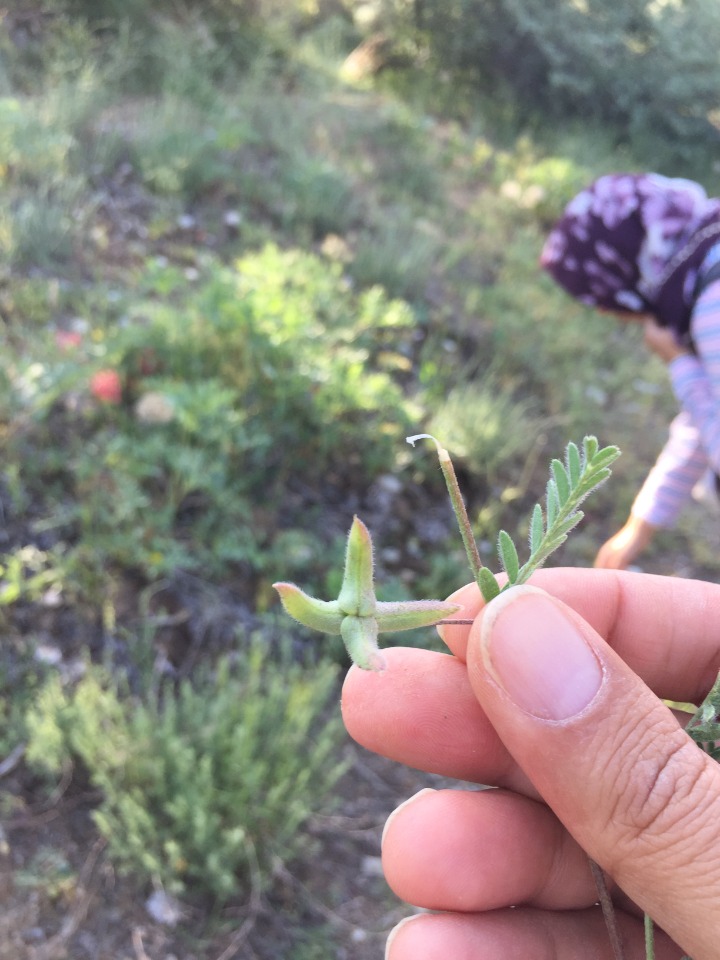 Astragalus asterias