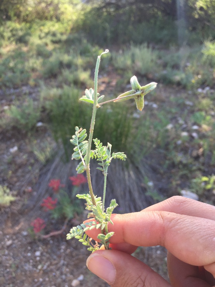 Astragalus asterias