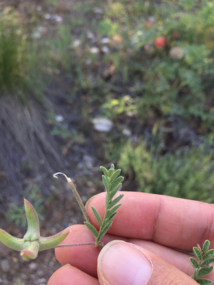 Astragalus asterias