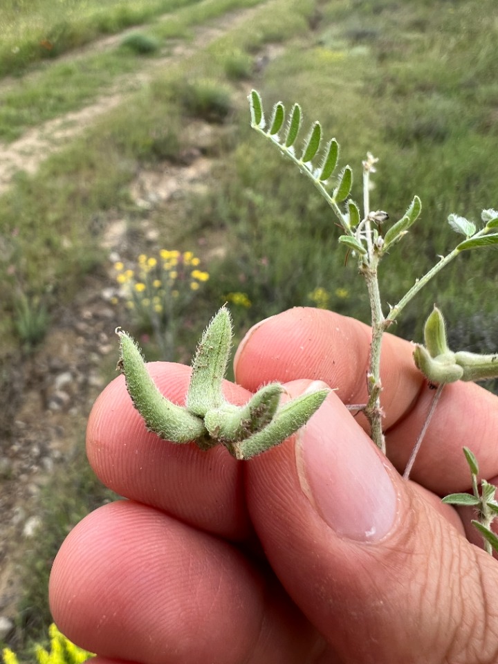 Astragalus asterias