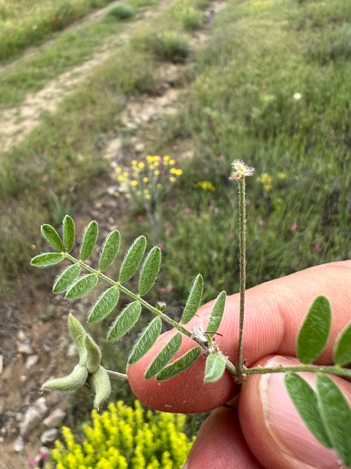 Astragalus asterias