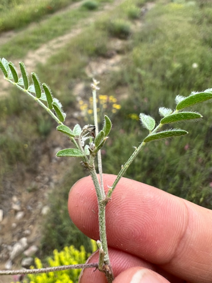 Astragalus asterias