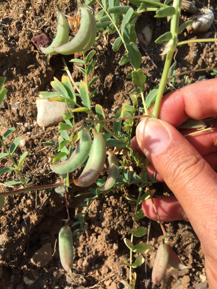 Astragalus guttatus