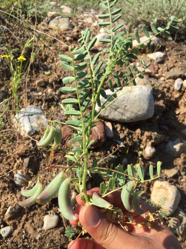 Astragalus guttatus