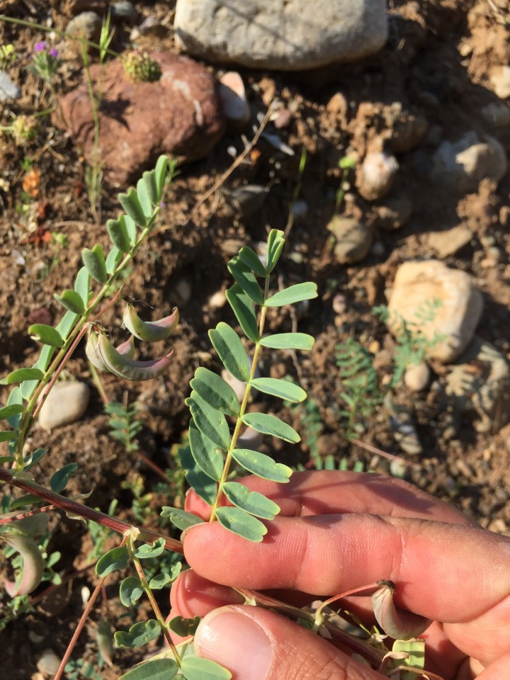 Astragalus guttatus