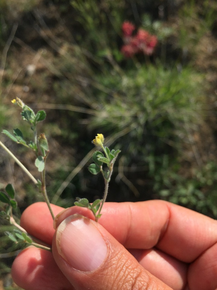 Medicago minima